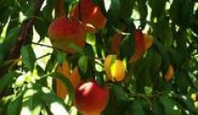 Polskie jabłka nie pojadą do USA