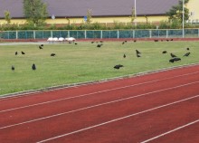  Odwleka się remont. Na stadionie wrony zamiast lekkoatletów