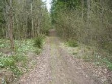 Rosjanie wycinają drzewa niedaleko Gołdapi