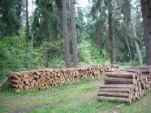 Obwód Kaliningradzki: Wycinka lasu nie w celach wojskowych