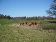 Litewskie byczki w polskiej rzeźni  