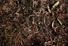 W sprawie suszy wójt Chołko i poseł Zieliński mówią jednym zdaniem