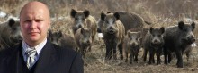 Na odstrzeleniu dzików rolnicy zyskają podwójnie? Kandydat na senatora chce szybszych dopłat