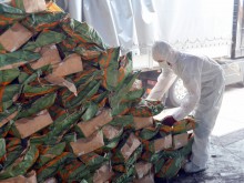 Papierosy o wartości 650 tys. zł w ładunku węgla drzewnego [zdjęcia]