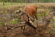 Gmina Giby. Rolnik i leśnicy uratowali młodego jelenia [zdjęcia]