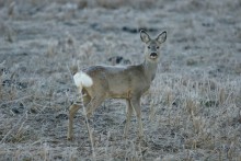 Sarna nie jest żoną jelenia, w dodatku świetnie pływa i szczeka