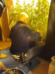 Plantacja marihuany w domu