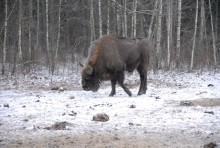 Żubry on-line. Zobacz, jak żyje król puszczy
