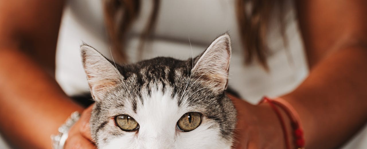 Koci klimat w codziennych dodatkach – inspiracje na prezent pełen uroku