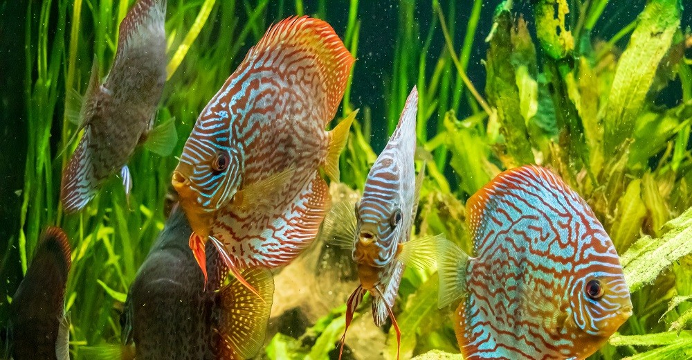 Biotop w salonie. Jak zrobić akwarium inspirowane naturą?